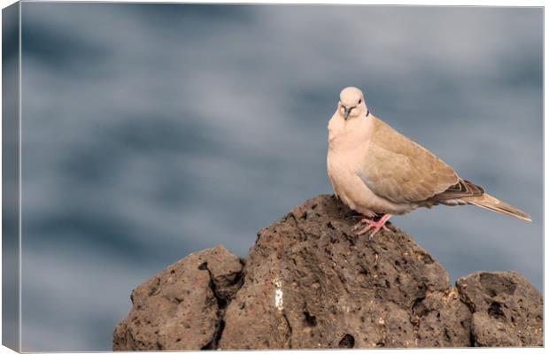 Collared Dove (Streptopelia decaocto) Canvas Print by chris smith