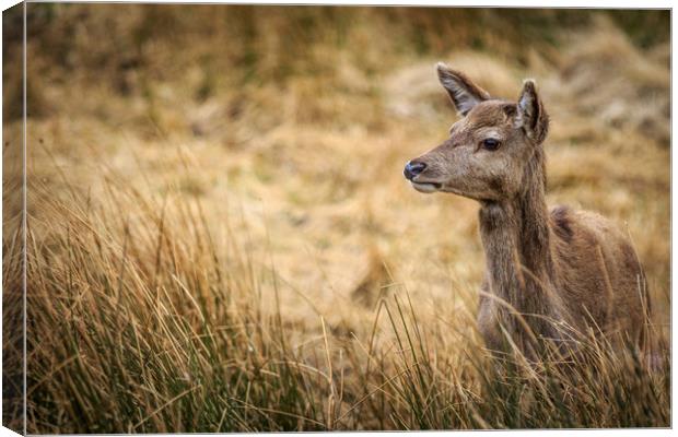 Red Deer              Canvas Print by chris smith