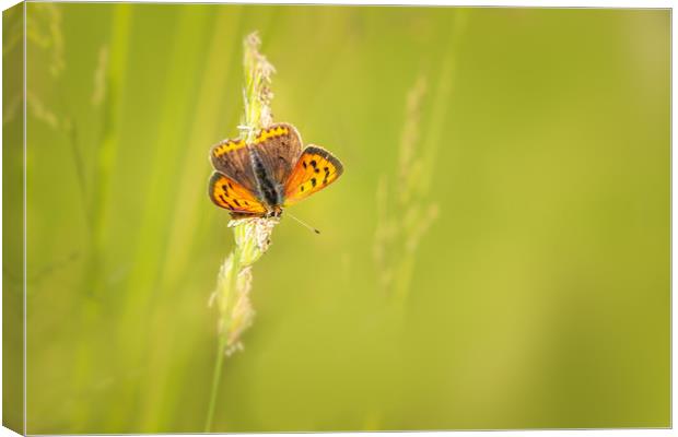 Small copper butterfly   Canvas Print by chris smith