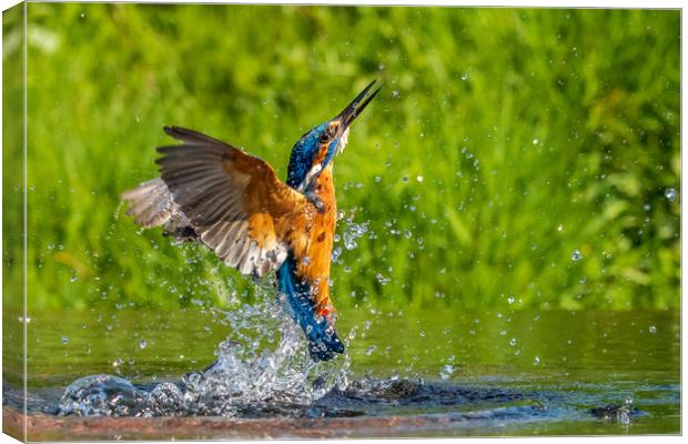 kingfisher (Alcedo atthis)  Canvas Print by chris smith