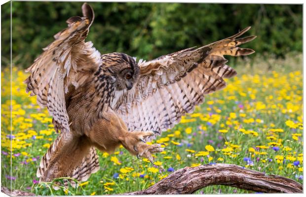 Eagle owl  (Bubo bubo)  Canvas Print by chris smith