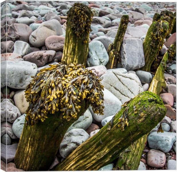 wooden groynes with seaweed     Canvas Print by chris smith