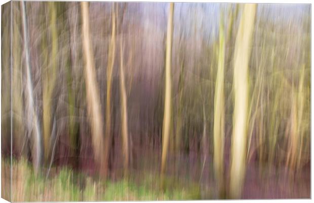 abstract blur forest  Canvas Print by chris smith