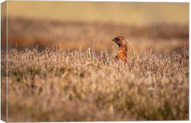 Red grouse  (Lagopus lagopus)           Canvas Print by chris smith
