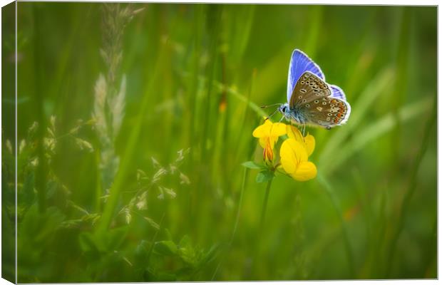 Common blue butterfly   Canvas Print by chris smith