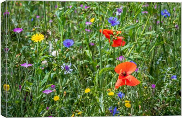 wild flowers  Canvas Print by chris smith