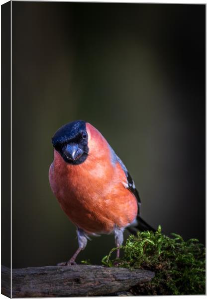 Bullfinch (Pyrrhula pyrrhula)  Canvas Print by chris smith