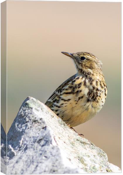 Meadow Pipit  Canvas Print by chris smith