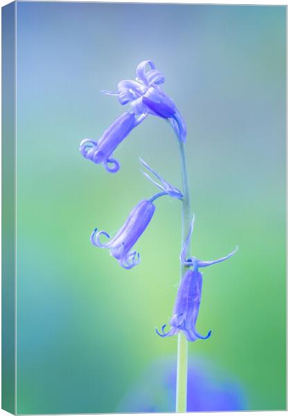 Bluebell Canvas Print by chris smith
