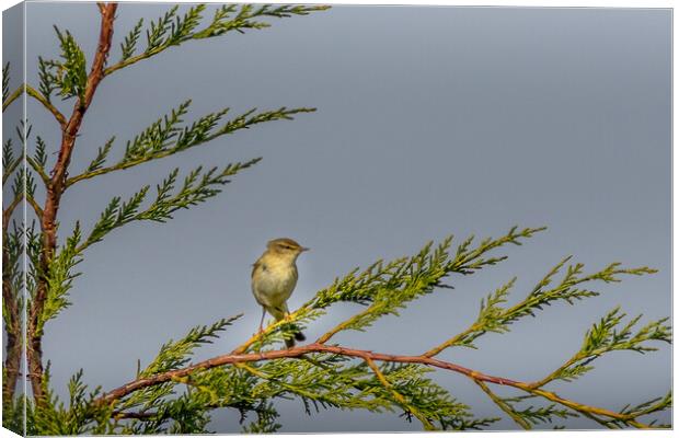Willow warbler Canvas Print by chris smith