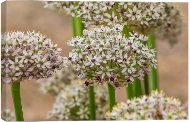 Allium  (silverspring) Canvas Print by chris smith