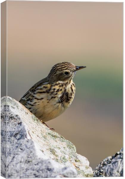 Meadow Pipit  Canvas Print by chris smith