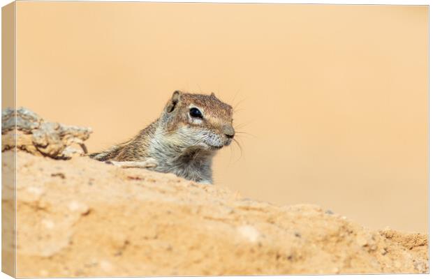 Barbary ground squirrel Canvas Print by chris smith