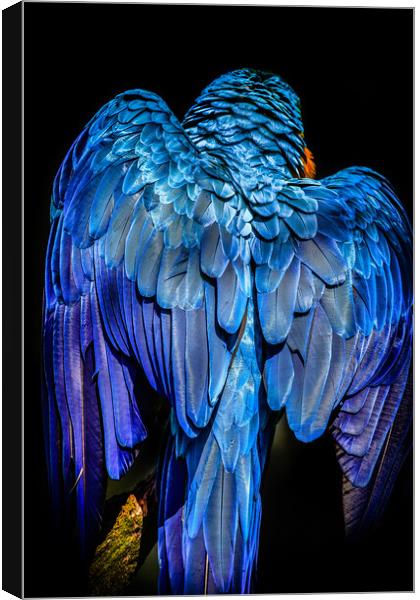 Blue-and-yellow macaw Canvas Print by chris smith