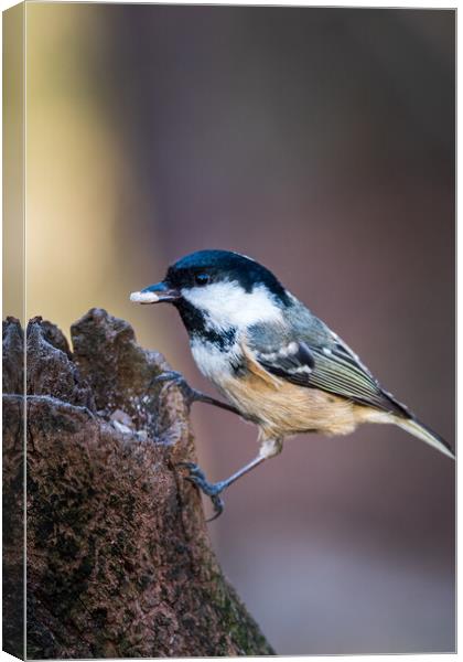 Coal tit (Periparus ater) Canvas Print by chris smith