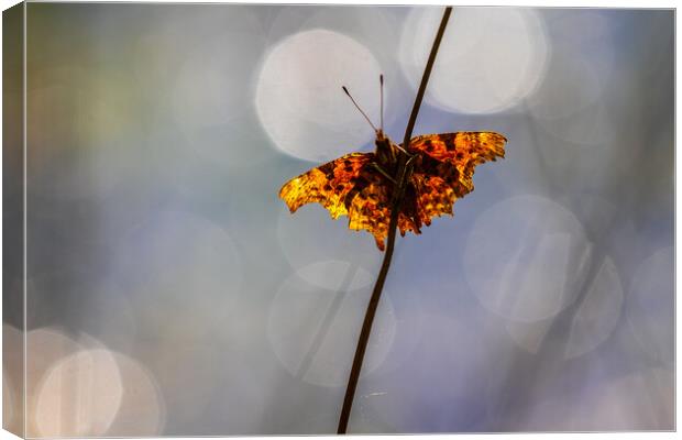 Comma (Polygonia c-album) Canvas Print by chris smith