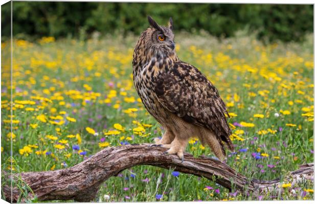 Eagle owl  (Bubo bubo) perched  Canvas Print by chris smith