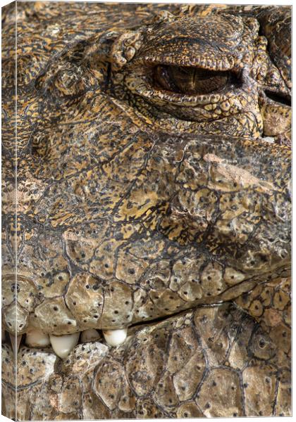 A large dangerous Crocodile  Canvas Print by chris smith