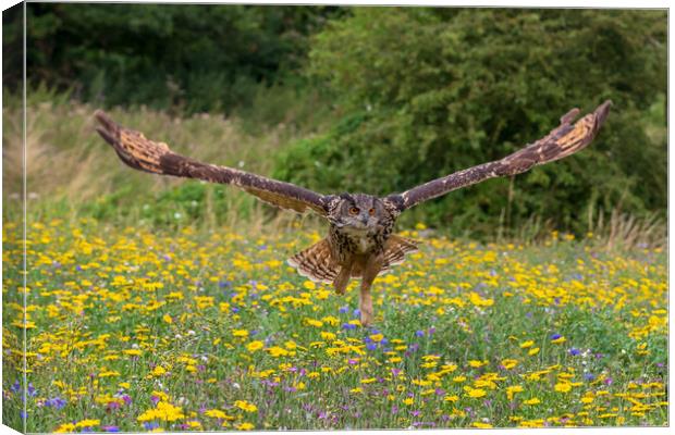 Eagle owl  (Bubo bubo) Canvas Print by chris smith