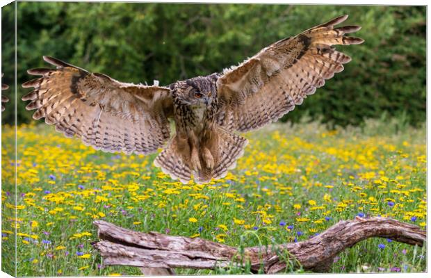 Eagle owl  (Bubo bubo) Canvas Print by chris smith