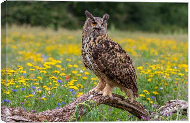 Eagle owl  (Bubo bubo) perched  Canvas Print by chris smith