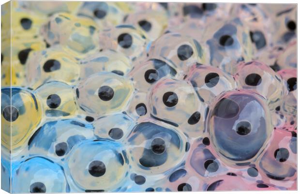 Frogspawn Canvas Print by chris smith