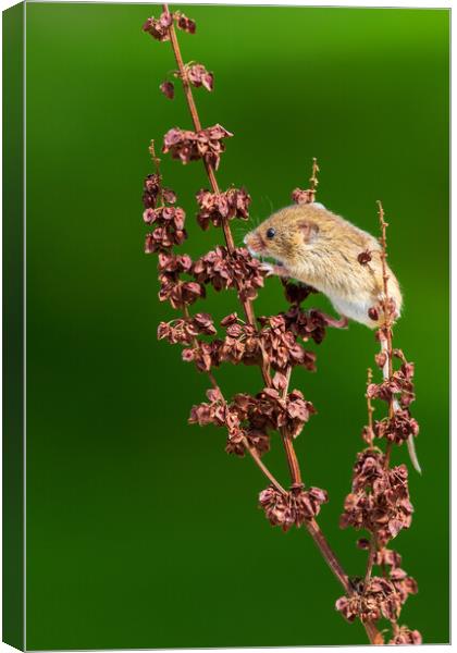 Harvest mouse Canvas Print by chris smith