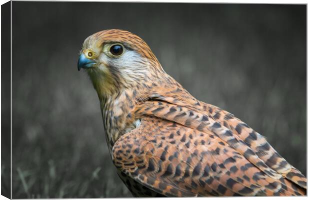 kestrel Canvas Print by chris smith