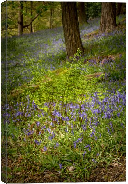 Bluebells (Hyacinthoides non-scripta)  Canvas Print by chris smith