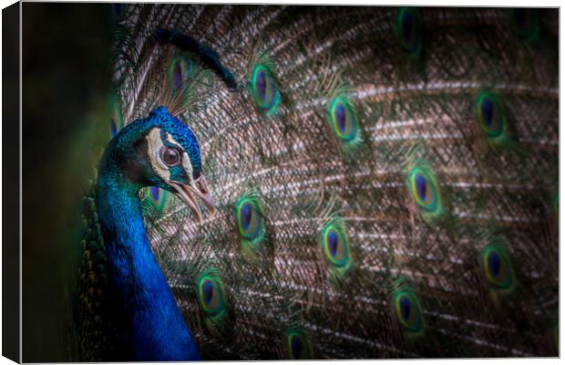 Peacock  Canvas Print by chris smith