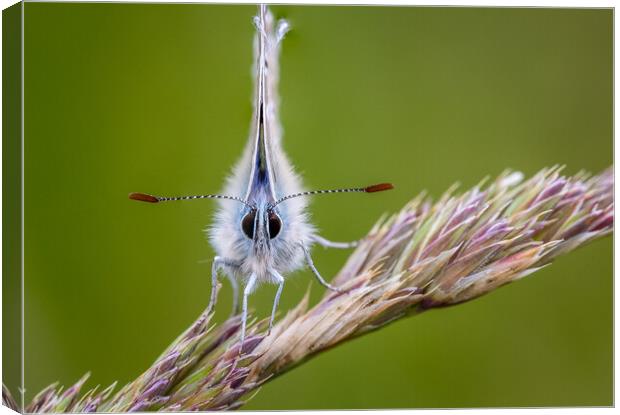 Common blue butterfly  Canvas Print by chris smith