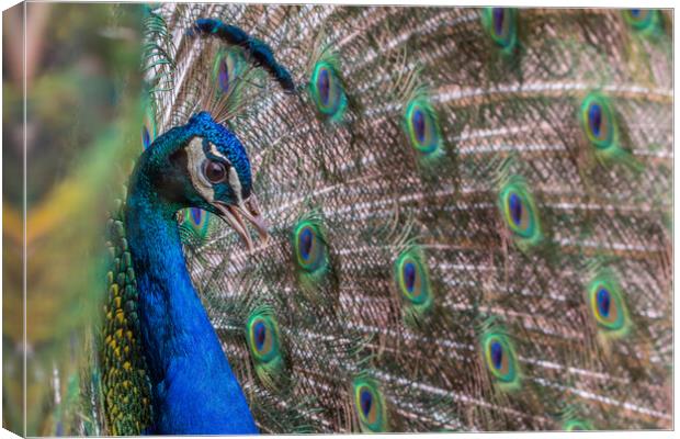Peacock  Canvas Print by chris smith