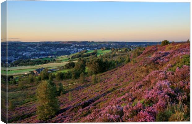 Heather in flower at sunset Canvas Print by chris smith