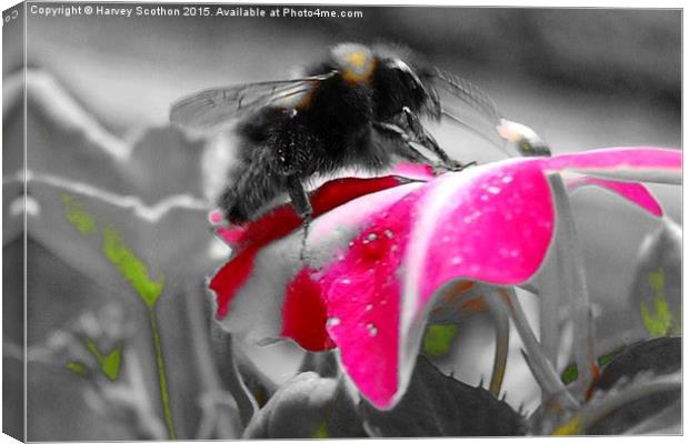  BIZZY BIZZY BUMBLE BEE Canvas Print by Harvey  Scothon 