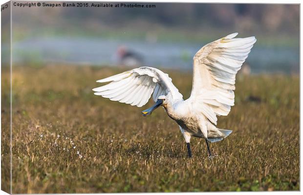 Eurasian Spoonbill Spreading Canvas Print by Swapan Banik