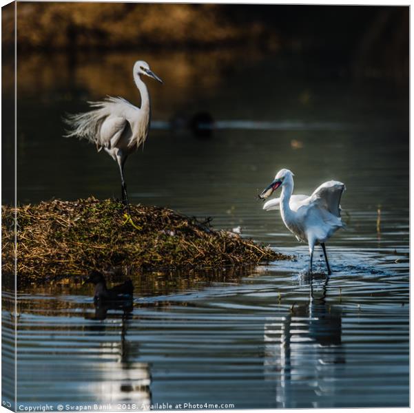 Egret with fish in mouth Canvas Print by Swapan Banik