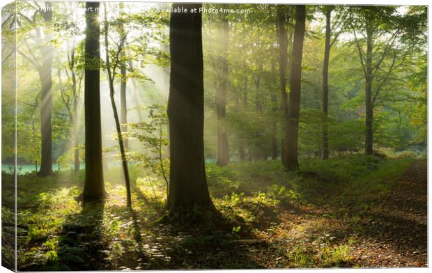Sun Rays in the Woods Canvas Print by Stewart Mckeown