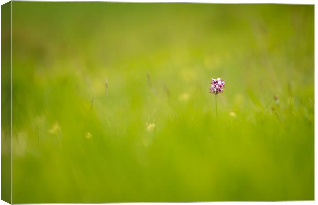Monkey orchid in the meadow Canvas Print by Stewart Mckeown