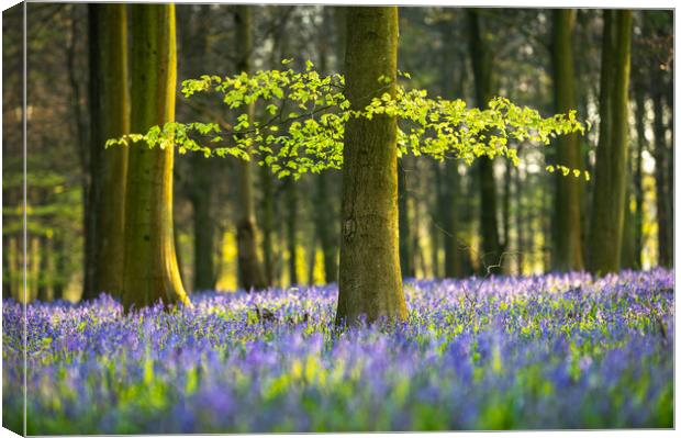 Spring Greens Canvas Print by Stewart Mckeown