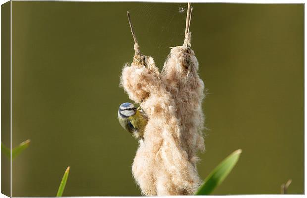  Blue tit Rush Canvas Print by Mark Ollier