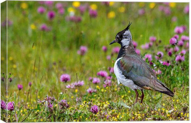  Lapwing Canvas Print by Mark Ollier