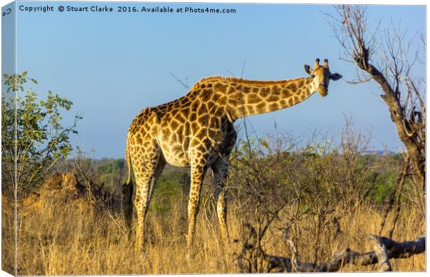 Elegant African Giraffe Canvas Print by Stuart Clarke