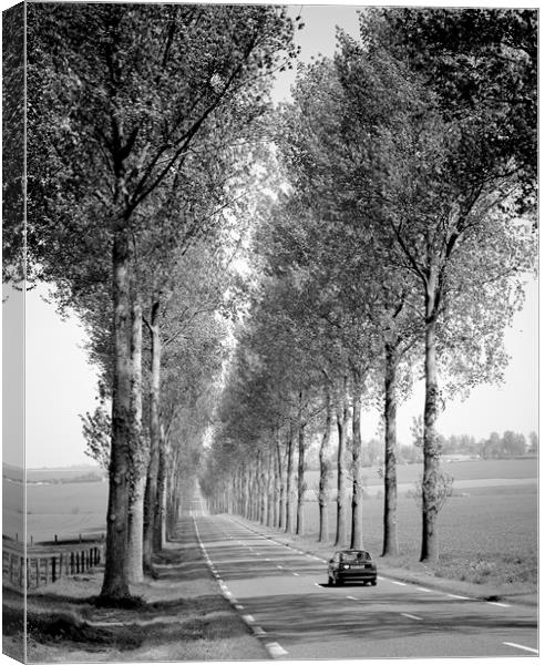 Tree Lined Road France  Canvas Print by Philip Enticknap