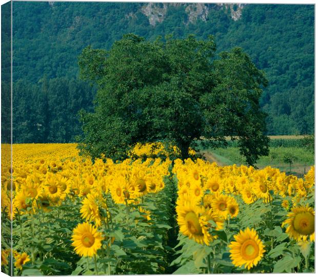 Sunflowers and Tree Dordogne France.  Canvas Print by Philip Enticknap