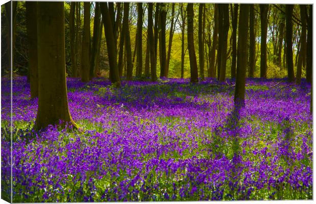 Bluebell Wood Micheldever , Hampshire .England  Canvas Print by Philip Enticknap