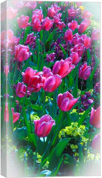 Pink Tulips & Spring Flowers  Canvas Print by Philip Enticknap