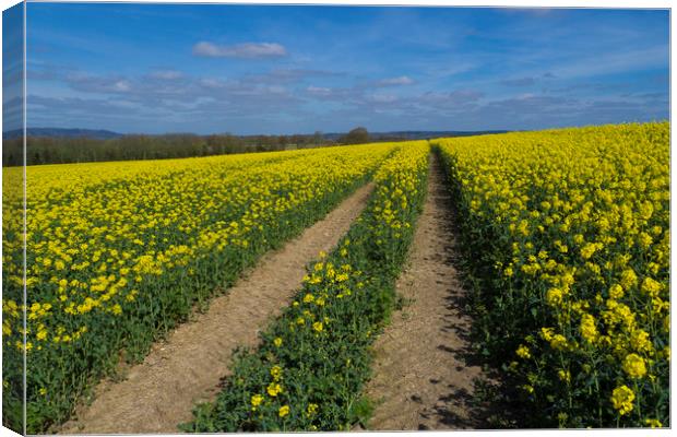 Rapeseed fields ,Sussex Canvas Print by Philip Enticknap