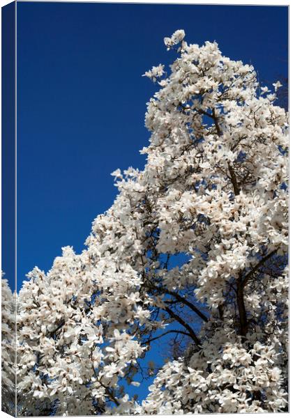White magnolia tree in blossom Canvas Print by Philip Enticknap