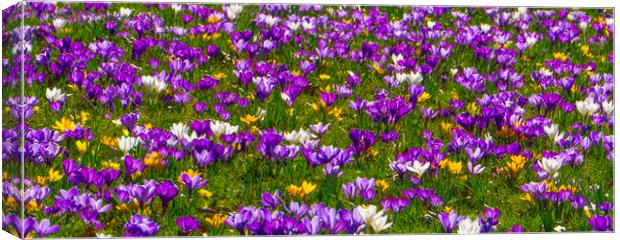 Flowering Crocuses  Canvas Print by Philip Enticknap