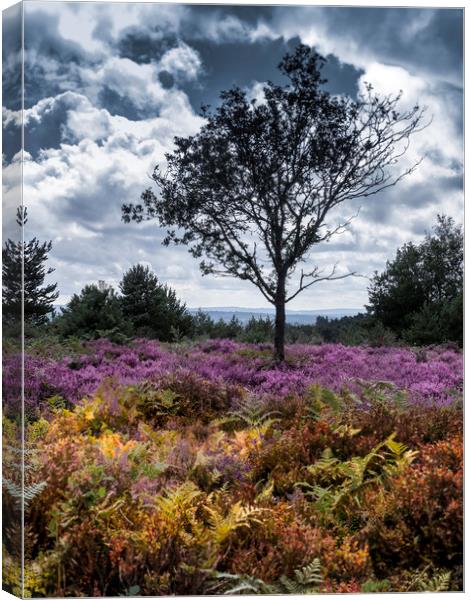 A lone  tree amongst the heather  Canvas Print by Philip Enticknap
